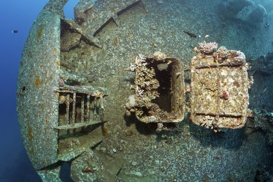Entrance covered with stony corals (Scleractinia) at the bow of the Cedar Pride, shipwreck, wreck, Red Sea, Aqaba, Jordan