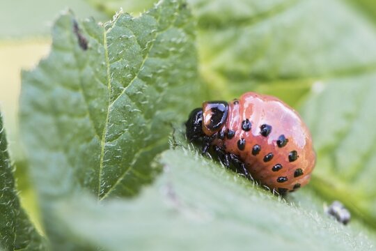 Larva of the Colorado potato beetle (Leptinotarsa decemlineata), Emsland, Lower Saxony, Germany