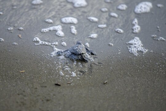 Newly hatched olive ridley sea turtle (Lepidochelys olivacea) crawls over sand towards the sea, Junquillal, Santa Cruz, Guanacaste Province, Costa Rica