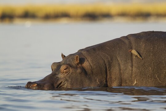 Hippopotamus (Hippopotamus amphibius), bull just entered the Chobe River, on its back a Red-billed Oxpecker (Buphagus erythrorhynchus), Chobe National Park, Botswana