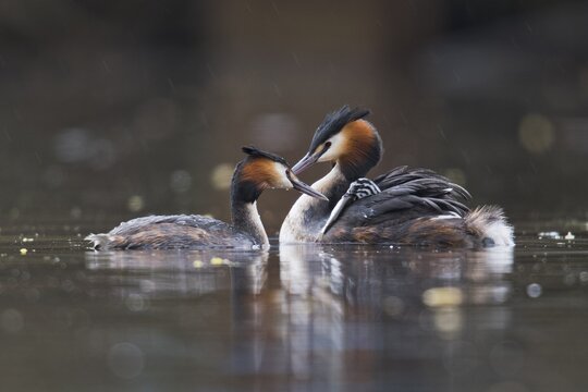 Great crested grebe (Podiceps cristatus) with chicks, Emsland, Lower Saxony, Germany