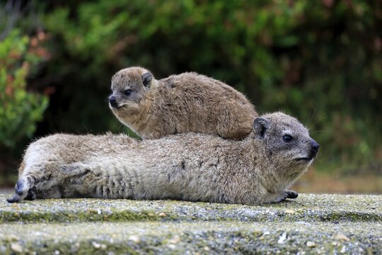 Rock Hyraxes (Procavia capensis) adult female with young on back, social behavior, Betty's Bay, Western Cape, South Africa