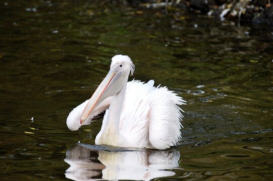 Pelican (Pelecanus onocrotalus) swimming in water