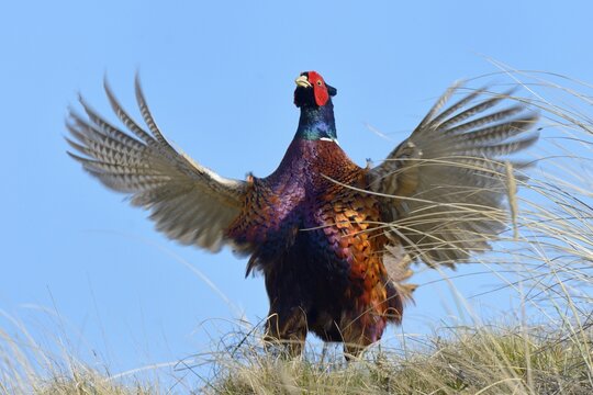 Common Pheasant (Phasianus colchicus), cock displaying, Dunes of Texel National Park, Texel, West Frisian Islands, Province of North Holland, Netherlands