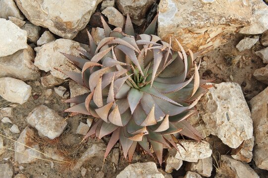 Coral Aloe (Aloe striata), Namibia, Africa