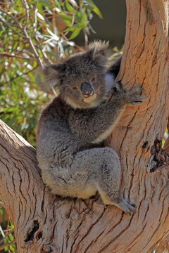 Koala (Phascolarctos cinereus), adult, sitting in branch fork, Parndana, Kangaroo Island, South Australia, Australia