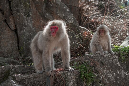 Japanese macaque (Macaca fuscata), mother with young animal looking at rocks curious, Yamanochi, prefecture Nagano, island Honshu, Japan