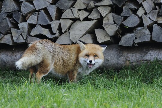 Red fox (Vulpes vulpes)