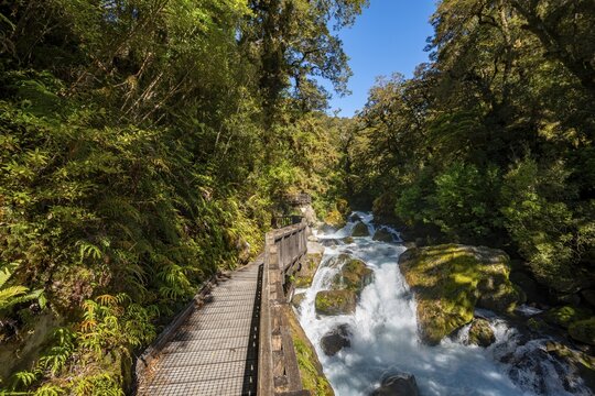Wooden jetty on the river, way to Lake Marian, Fiordland National Park, Te Anau, Southland, South Island, New Zealand