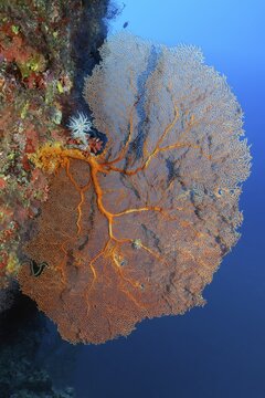 Coral reef wall with gorgonian (Annella mollis) Andaman Sea, Mu Ko Similan National Park, Similan Islands, Phang Nga Province, Thailand
