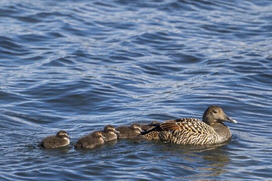 Common eider (Somateria mollissima), adult female with chicks swimming in the water, Northern Urland eystra, Iceland