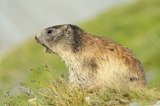 Alpine Marmot (Marmota marmota), whistling warning call, Grossglockner, Hohe Tauern National Park, Tyrol, Austria