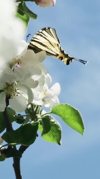 Graceful Podalirium butterfly pollinating delicate white flowers on a fruit tree branch in a sunny spring garden, vertical orientation.
