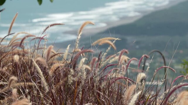 High angle view of pampas grass or cogon grass blowing in the wind on a hill. Blurred ocean waves and coastline in the background under daylight.