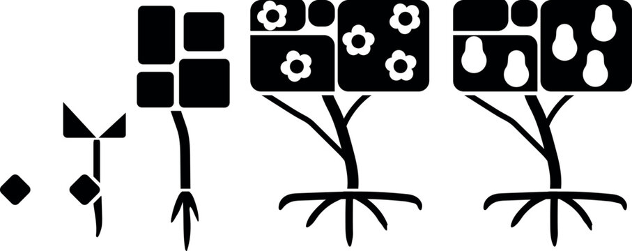 Geometric pear tree life cycle silhouette. Minimalist growth stages from seed to fruit infographic