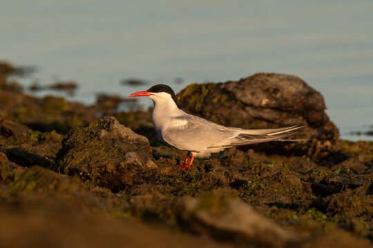 South American tern, Sterna hirundinacea, Puerto Deseado Nature Reserve, Santa Cruz Province, Patagonia Argentina.