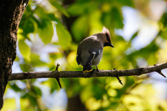 Close-up of an adult Bohemian waxwing perched on a branch on a sunny spring day, facing perpendicular to the camera against a green leaf background.