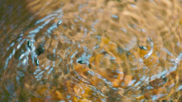Pinwheel beetles moving on the water surface creating circular ripples, reactive aquatic insects hunting and interacting in natural freshwater environment in slow motion, macro wildlife behavior 