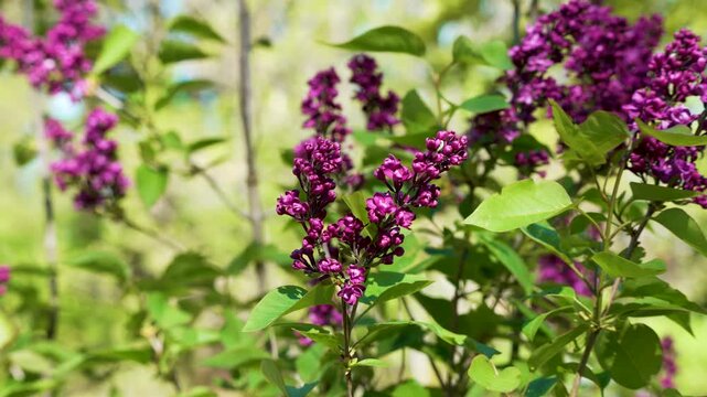 Purple lilac blossoms sway gently in soft sunlight. Green leaves surround clusters of delicate flowers. Bright natural light highlights vibrant colors. Ideal for springtime, floral