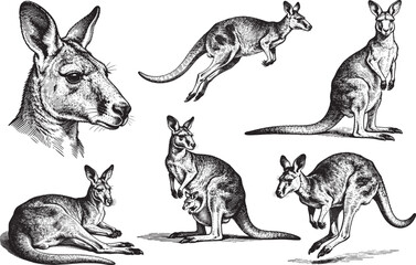 Hand drawn Kangaroo illustration line set poses, detailed sketch vintage ink style © JOMWASCHARA KOMVORN