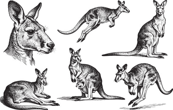 Hand drawn Kangaroo illustration line set poses, detailed sketch vintage ink style