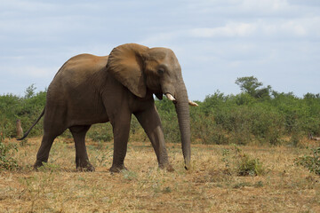 Fototapeta premium Afrikanischer Elefant / African elephant / Loxodonta africana