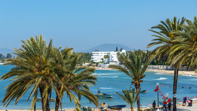 Palmiers au bord de mer &agrave; Hammamet en Tunisie