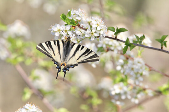 Papillon Flamb&eacute; et arbuste en fleurs 