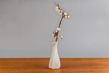 Decoration in form of live blossom apricot branch in vase © An-T