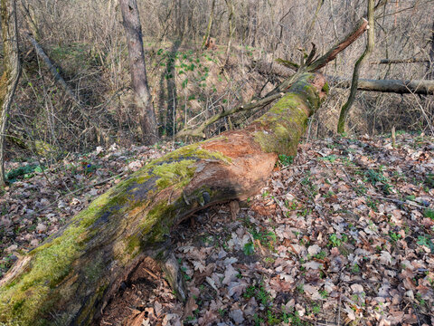 Rotten trunk of fallen tree with moss on ravine edge