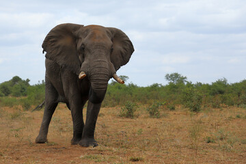 Fototapeta premium Afrikanischer Elefant / African elephant / Loxodonta africana