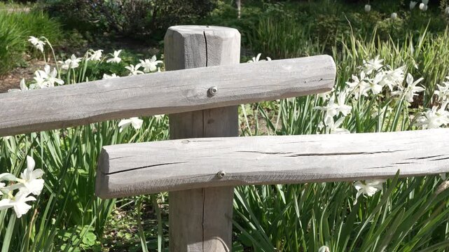 Weathered wooden fence post stands in sunlit garden. White daffodils bloom behind green foliage. Peaceful, natural outdoor setting. Ideal for gardening, spring, or rustic themes