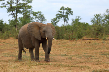 Fototapeta premium Afrikanischer Elefant / African elephant / Loxodonta africana