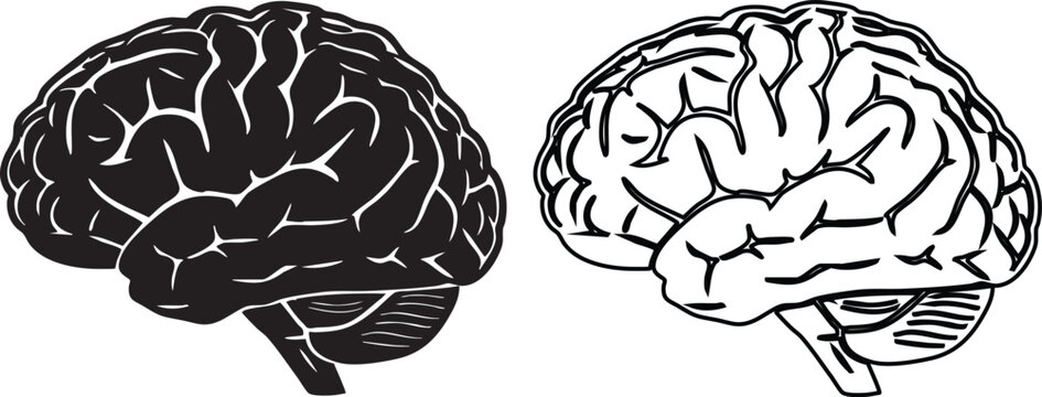Black and white of human brain lateral views anatomy