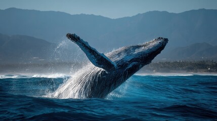 Fototapeta premium Open ocean scene featuring a breaching humpback whale against a clear horizon