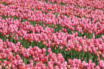 Champ de tulipes roses  © Caroline