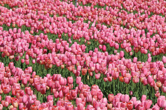 Champ de tulipes roses 