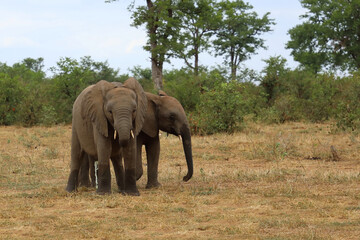 Fototapeta premium Afrikanischer Elefant / African elephant / Loxodonta africana