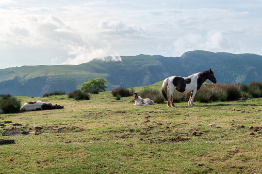 Cena pastoral na montanha Artzamendi com cavalos malhados no pasto e no descanso nos prados alpinos sob um c&eacute;u nublado com a cordilheira de Iparralde ao fundo no Pa&iacute;s Basco franc&ecirc;s