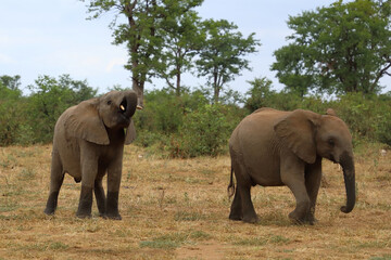Fototapeta premium Afrikanischer Elefant / African elephant / Loxodonta africana