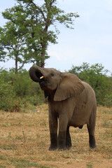 Fototapeta premium Afrikanischer Elefant / African elephant / Loxodonta africana