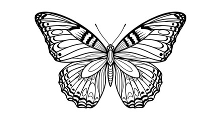 Fototapeta premium Black and white butterfly illustration isolated on white background vector