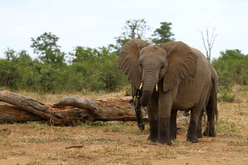 Fototapeta premium Afrikanischer Elefant / African elephant / Loxodonta africana