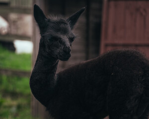 Sweet dark baby alpaca (cria) with deep dark brown coat © guinevere