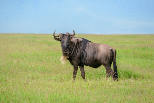 A lone Blue Wildebeest on the grass-covered floor of Ngorongoro Crater in Tanzania.
