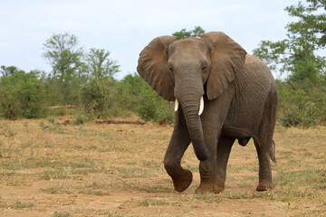 Fototapeta premium Afrikanischer Elefant / African elephant / Loxodonta africana