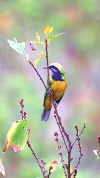 Orange-bellied leafbird (Chloropsis hardwickii)