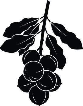 Silhouette vector illustration of a macadamia nut tree branch design