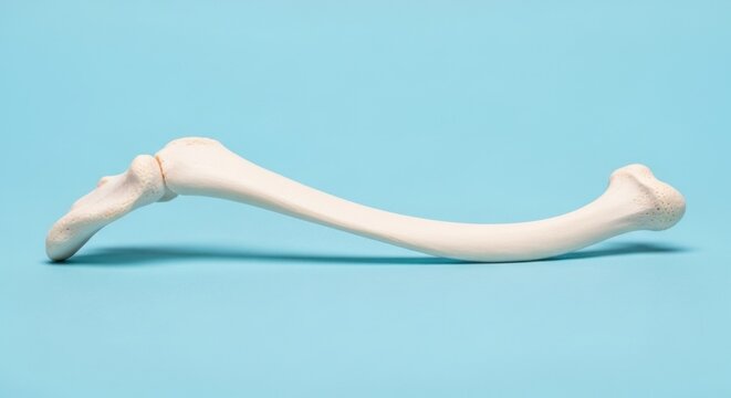 Anatomical model of a human foot bone on a blue background