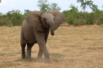 Fototapeta premium Afrikanischer Elefant / African elephant / Loxodonta africana